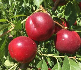Caldesi 2020 blue label nectarine seedling | Ekesht Platform| ایکشت|ekesht